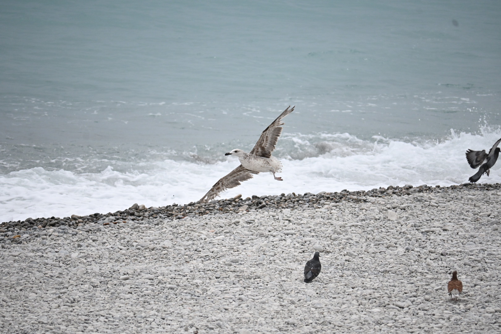 On vole sur la Promenade (des Anglais)